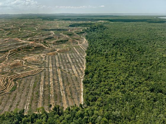 Edward Burtynsky, Clearcut #1, Palm Oil Plantation, Borneo, Malaysia, 2016 © Edward Burtynsky. Courtesy Admira Photography, Milano & Nicholas Metivier Gallery, Toronto