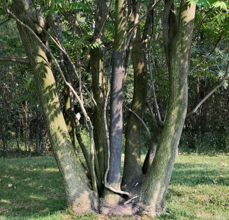 Giulio Saverio Rossi, Riscrivere un albero, 2017, grafite su albero, dimensioni ambientali. Teatrum Botanicum, PAV, Torino