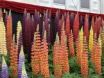 Immagini dal Chelsea Flower Show di Londra