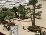 Immagini dal Chelsea Flower Show di Londra