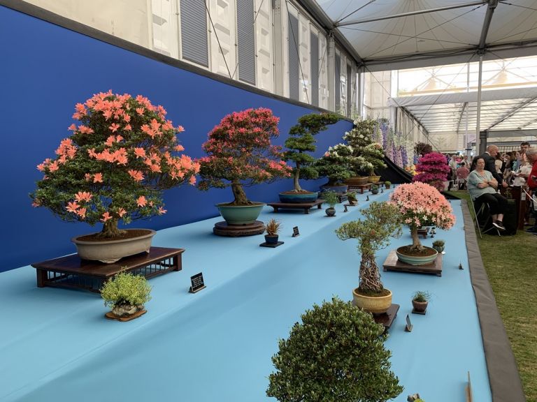 Immagini dal Chelsea Flower Show di Londra