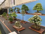 Immagini dal Chelsea Flower Show di Londra