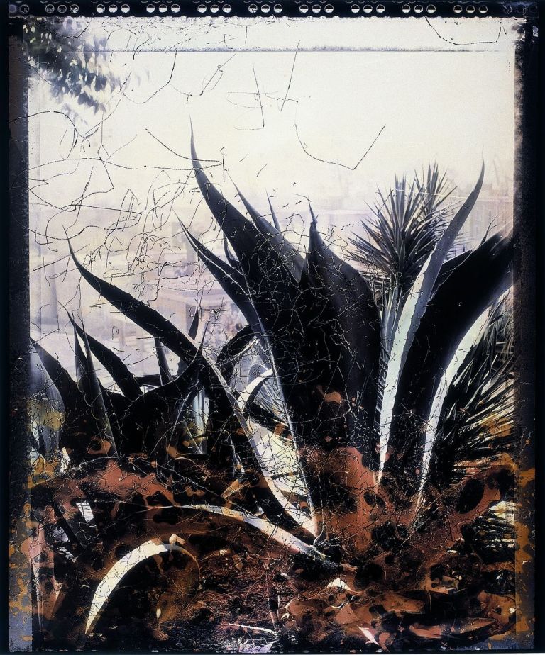 Joan Fontcuberta, Agave ferox, 1988, dalla serie Frottogramas