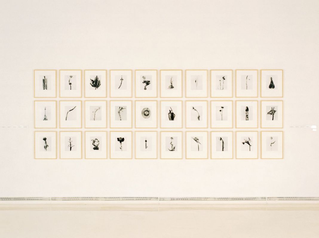 Joan Fontcuberta, Braohypoda frustrata, 1984, dalla serie Herbarium. Maison Européenne de la Photographie, Parigi 2014
