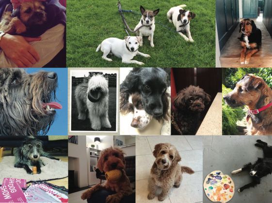 I curatori: A Londra la mostra Dog Show sui cani curata da cani