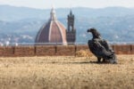 Davide Rivalta. My land. Installation view at Forte di Belvedere, Firenze 2019. Photo © Nicola Neri