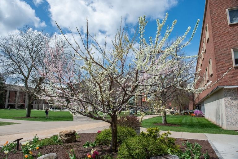 Sam Van Aken Tree of 40 Fruit In Bloom