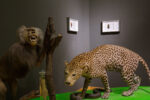 Ylenia Deriu, Elitre, installation view at Civico Museo di Storia Naturale, Trieste 2019. Purpuricenus kaehleri, elitre e Rhagium mordax, elitre. Photo Nico Covre