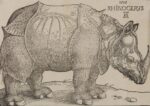 Albrecht Dürer, Rinoceronte, xilografia, 215x300 mm. Collezione Remondini