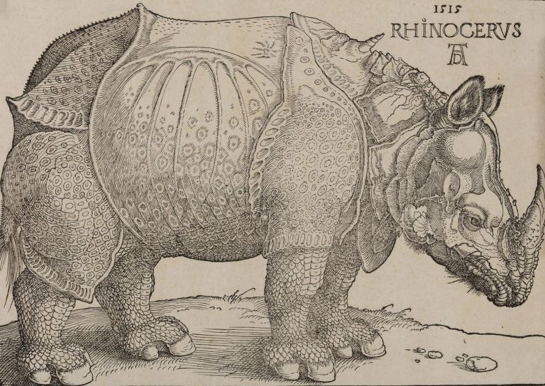 Albrecht Dürer, Rinoceronte, xilografia, 215x300 mm. Collezione Remondini