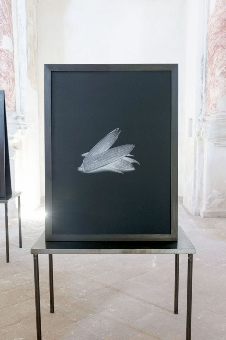 Cosimo Veneziano, Biomega Multiverso. Chiesa di San Sebastiano in Borgo, Tenuta Cucco, Serralunga d’Alba 2019, installation view, particolare. Photo Matilde Martino