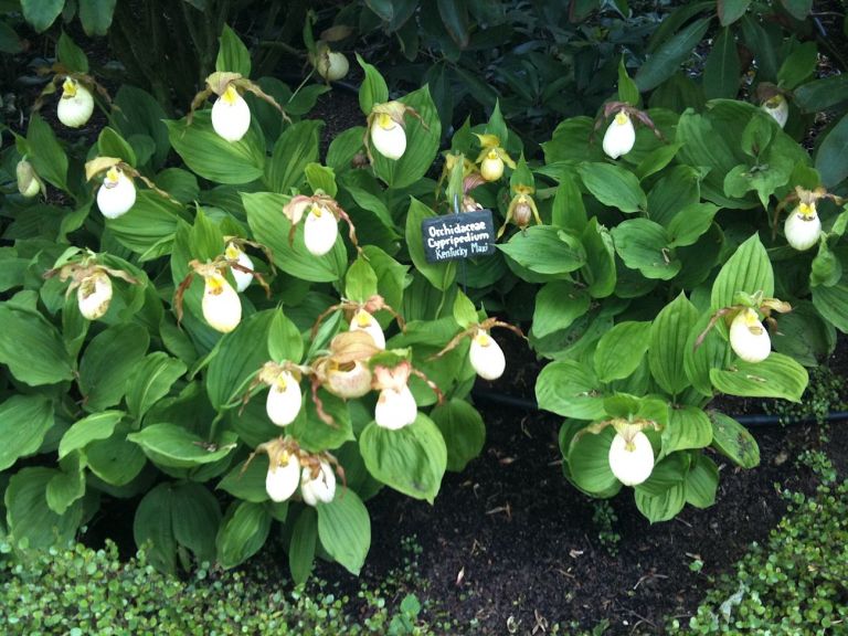 Les Jardins d'Étretat. Ortensie rare. Photo Claudia Zanfi