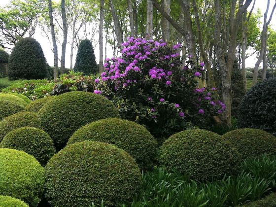 Les Jardins d'Étretat. Fiori di rododendro. Photo Claudia Zanfi