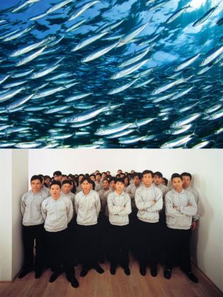 Sopra, un immenso banco di sardine _ sotto, i cento cinesi di Paola Pivi come sardine in scatola