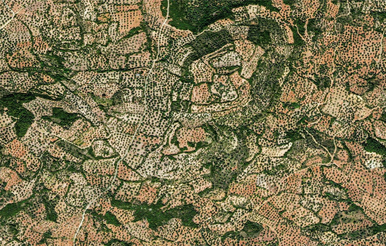 Uliveti sull’isola di Lesbo in Grecia visti da satellite. Immagine satellitare © 2019 Maxar Technologies Fotografia una e trina