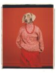 William Wegman, Casual, 2002. Proprietà dell’artista © William Wegman