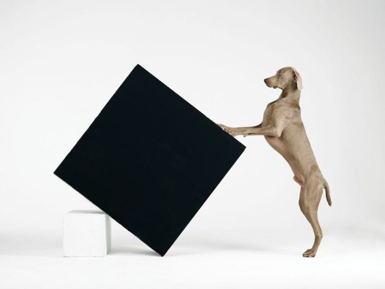 William Wegman, Constructivism, 2014. Proprietà dell’artista © William Wegman