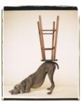 William Wegman, Upside Downward_2006. Proprietà dell’artista © William Wegman