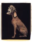 William Wegman, Wolf, 1994. Proprietà dell’artista © William Wegman