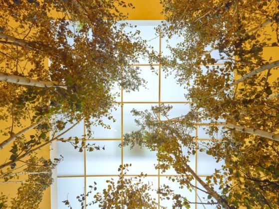 Olafur Eliasson e Günther Vogt, Yellow forest, 2017. Installation view at The Serralves Museum of Contemporary Art, 2019. Photo Filipe Braga. Courtesy of the artist; neugerriemschneider, Berlin; Tanya Bonakdar Gallery, New York / Los Angeles © 2019 Olafur Eliasson