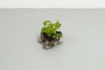 Rebecca Moccia, Progetto di opere future, 2012