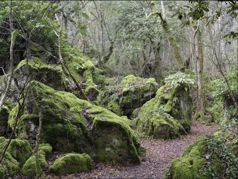 Silvia Camporesi, Sasseto Woods