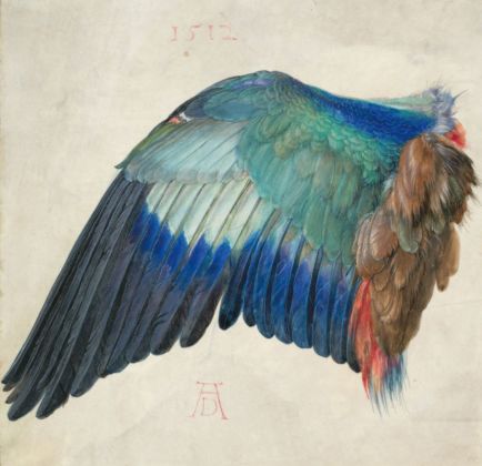 Albrecht Dürer, Der Flügel einer Blauracke, 1500 ca. © Albertina, Wien