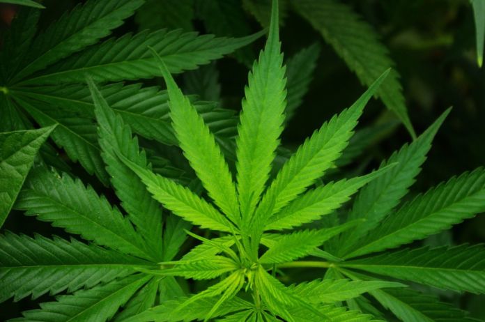 Cannabis Sativa. Photo Lode Van de Velde via publicdomainpictures.net