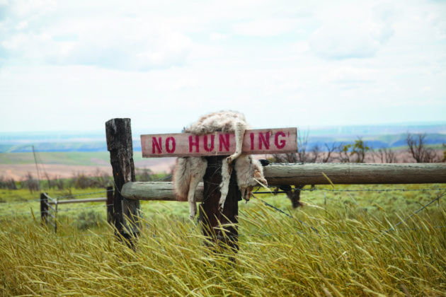 Kyle Thompson, Coyote, Oregon Grasslands (2019), stampa Fine Art su dibond, 60 x 90 cm