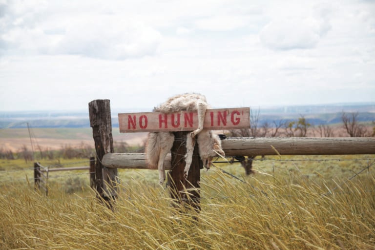 Kyle Thompson, Coyote, Oregon Grasslands (2019), stampa Fine Art su dibond, 60 x 90 cm