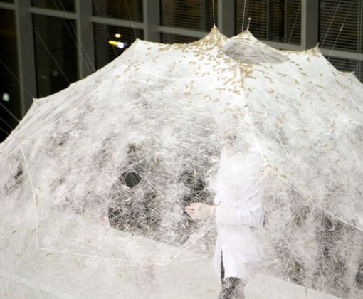 Silk Pavilion. Courtesy MIT Media Lab