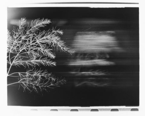 Paolo Gioli, Volto attraverso il ramoscello di Talbot, 1991, Fotofinish, Gelatin Silver Print, 24 x 30, Galleria del Cembalo. DEL CEMBALO  