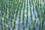 Alberonero, The Time of rice, Bali, 2018. Photo Stefano Bergamaschi