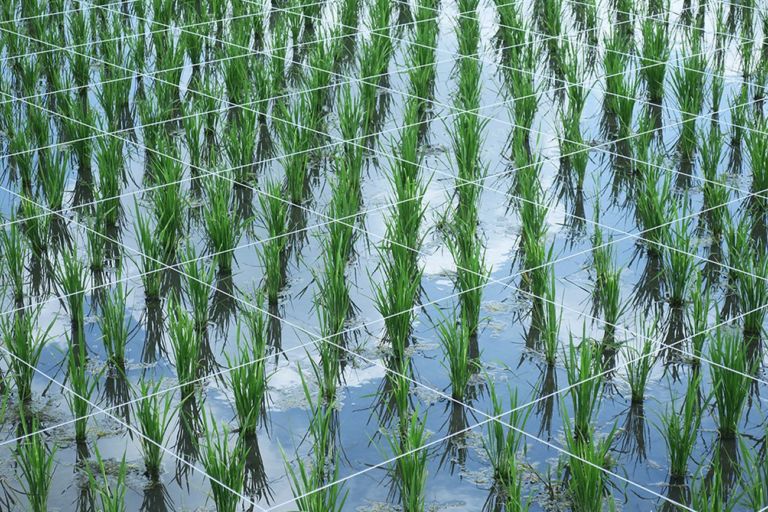 Alberonero, The Time of rice, Bali, 2018. Photo Stefano Bergamaschi