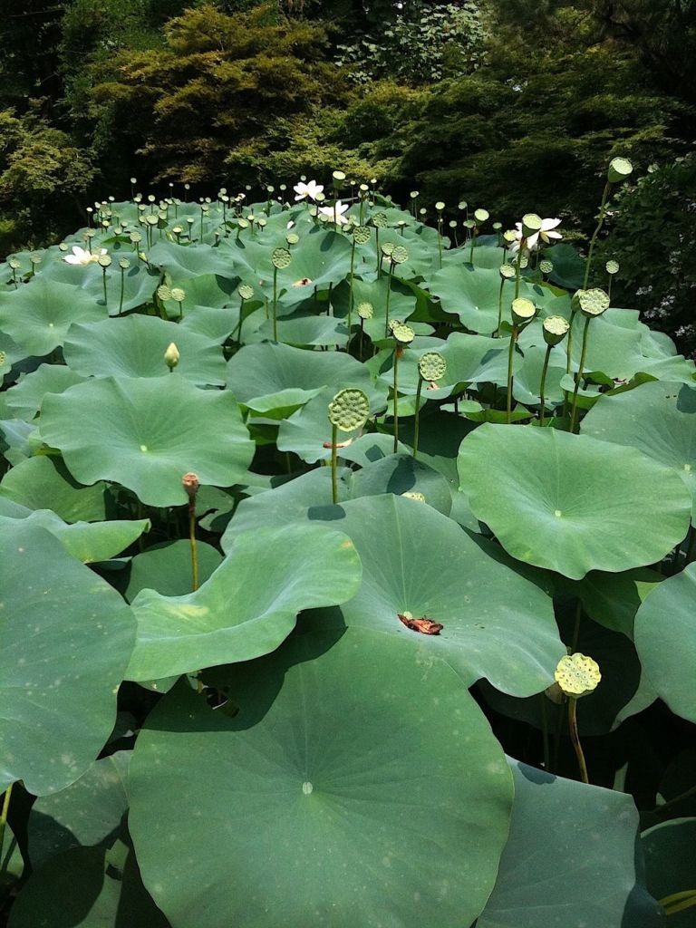 Giardini Zen a Kyoto. Photo Claudia Zanfi