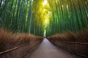 Arte e paesaggio. I giardini zen di Kyoto