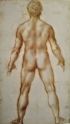 Leonardo da Vinci, Anatomia maschile. The Royal Collection, HM Queen Elizabeth II, Windsor