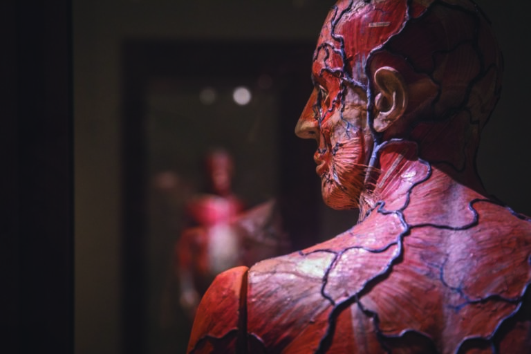 Sublimi Anatomie , Palazzo delle Esposizioni Roma. Photo Monkeys Video Lab