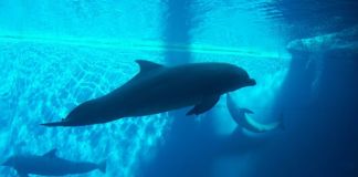 Acquario di Genova, ph. Panoramio Emanuela Meme Giudici, fonte Wikimedia