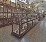 Bologna, Museo Civico Archeologico, Sezione estrusca. Photo Matteo Monti. Courtesy Istituzione Bologna Musei