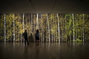 La vita degli alberi nel lavoro di oltre 30 artisti internazionali. Alla Hayward Gallery di Londra