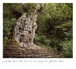 Rachel Sussman Jomon Sugi, Japanese Cedar #0704-002 (2,180–7,000 years old); Yakushima, Japan, 2004 Archival print 111.8 x 137.2 cm © the artist 2020 Courtesy the artist