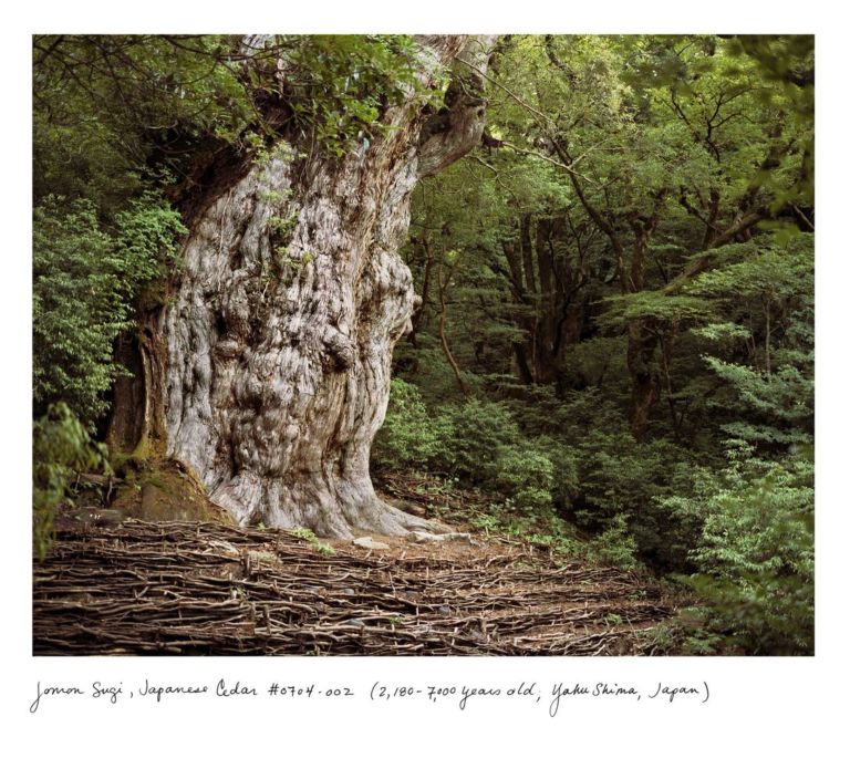 Rachel Sussman Jomon Sugi, Japanese Cedar #0704-002 (2,180–7,000 years old); Yakushima, Japan, 2004 Archival print 111.8 x 137.2 cm © the artist 2020 Courtesy the artist