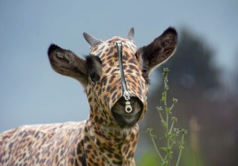 Zhanna Kadyrova, Animalier, 2019. Villa Pacchiani, Santa Croce sull’Arno 2019. Photo Nataliia Dyachenko e Denys Ruban