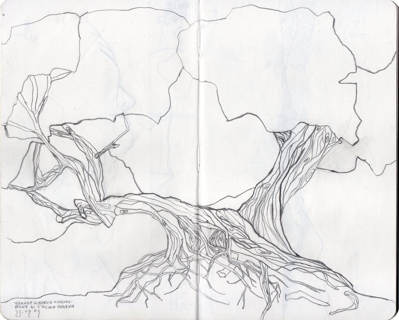 Edoardo Fontana, Grande albero di ginepro, dune di Sant’Acqua Pudexia, 2005. Grafite su carta. Courtesy l’artista