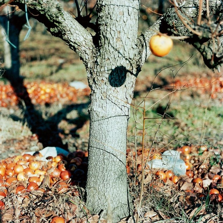 Guido Guidi, Ronta, 2005, stampa a contatto, cm 24x30 © Guido Guidi. Courtesy Viasaterna, Milano