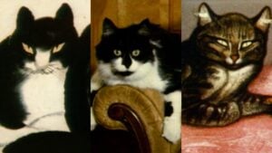 Il fascino dei gatti in un documentario del Metropolitan Museum di New York