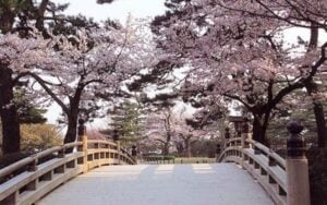 Coronavirus in Giappone. Annullati festival di hanami, tradizionali raduni sotto ciliegi in fiore