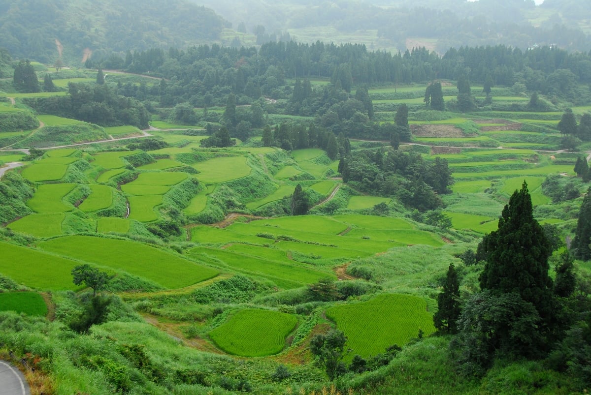 Terraced rice fields in Echigo Tsumari