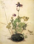 Albrecht Dürer, Ancolie (Aquilegia vulgaris L.), 1526